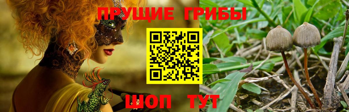 Волхов  Галлюциногенные грибы GOLDEN TEACHER  Вход с VPN 